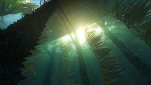 underwater plants, Finding Dory, Pixar Animation Studios, Disney Pixar, movies HD wallpaper