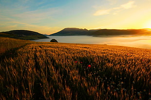 grass field beside body of water during sunset