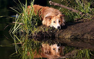 medium-coated brown dog, dog, animals, reflection, water