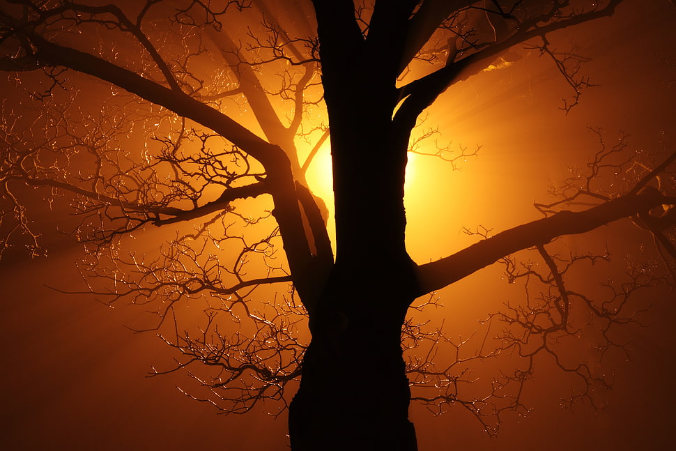 silhouette photo of bare tree HD wallpaper
