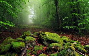 green rain forest HD wallpaper