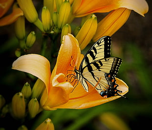 Eastern Tiger Swallowtail Butterfly perched on yellow flower HD wallpaper