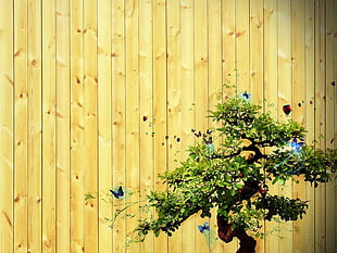 green bonsai tree in front of beige wooden wall