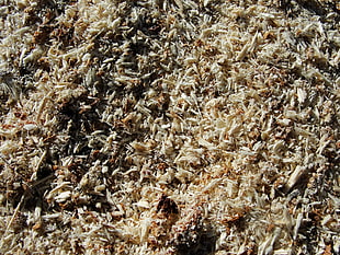 brown dried leaves HD wallpaper