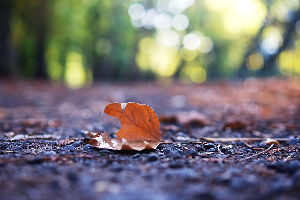 shallow focus photography of dried leaf on ground during daytime HD wallpaper