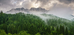 landscape photo of green trees in mountain with white fog