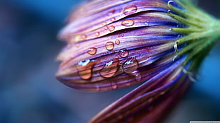 purple daisy flower, nature, flowers, water drops, plants