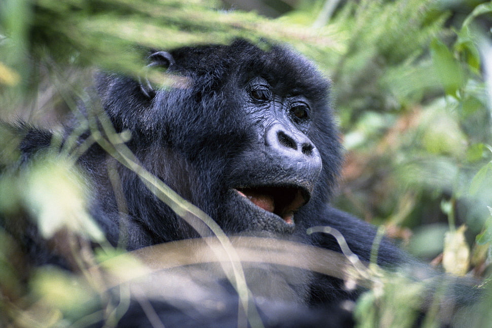 black Gorilla HD wallpaper