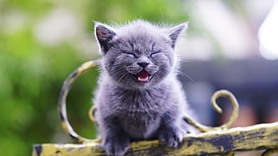 gray British shorthair kitten, kittens, cat, animals