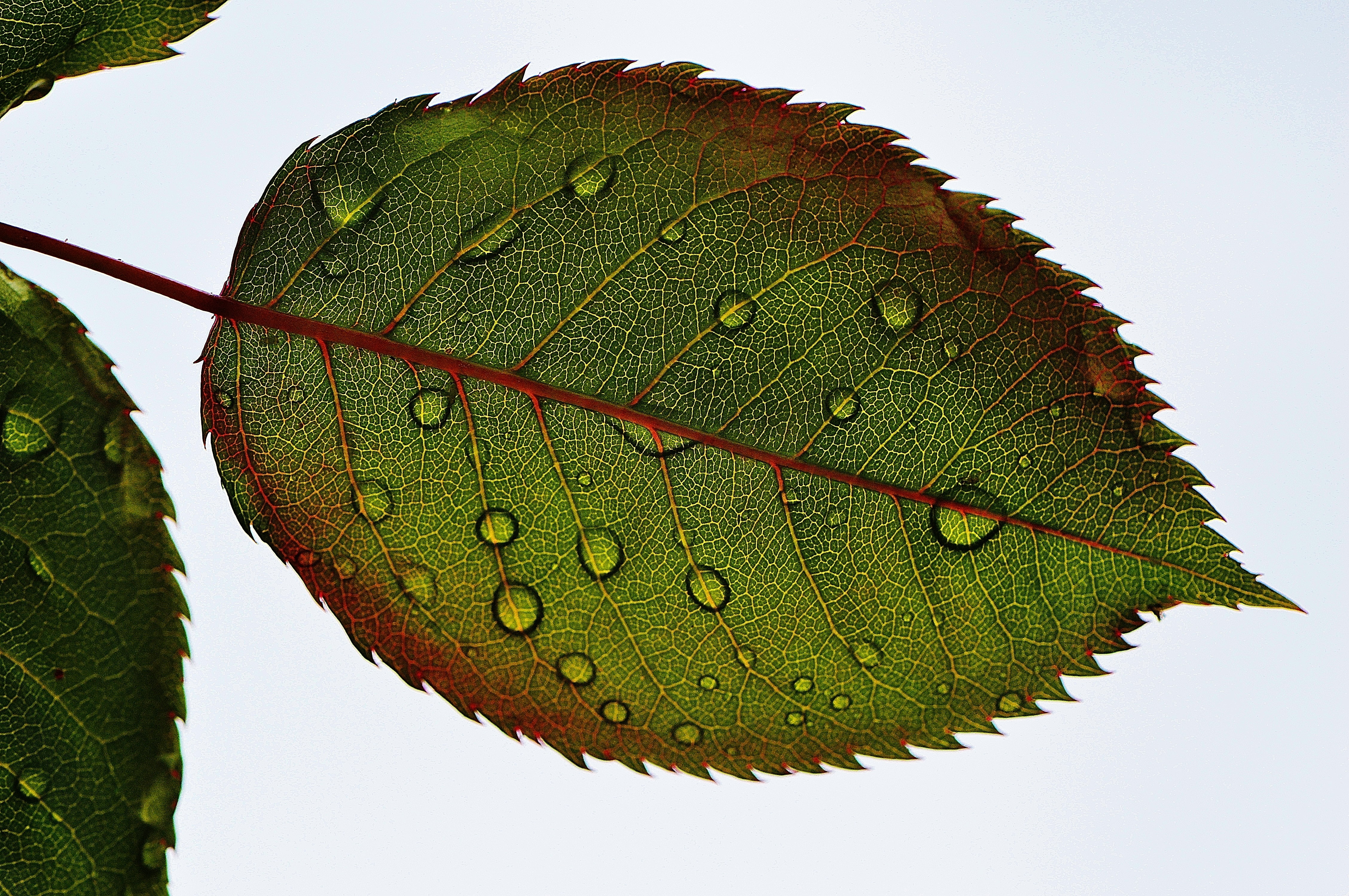 Leaf