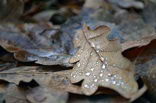 water dew on brown leaf