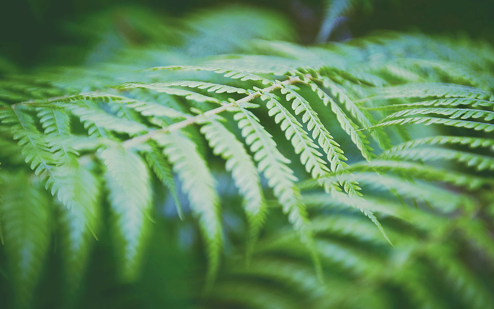 green leaves, forest, fall, green, leaves HD wallpaper