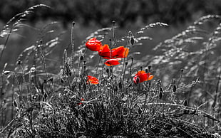 gray scale photo of red flowers