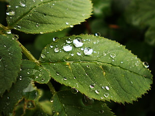macro shot of leaf with dew