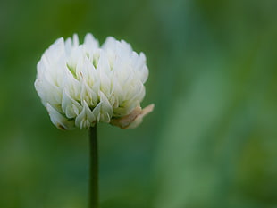 white petaled flower in selective photography, clover