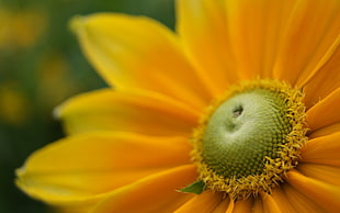 yellow sunflower, flowers, yellow flowers, sunflowers, macro