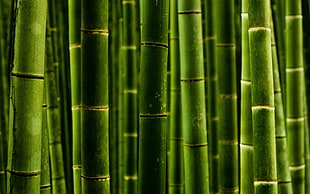 bamboo HD wallpaper