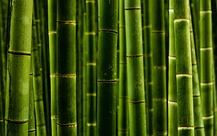 bamboo