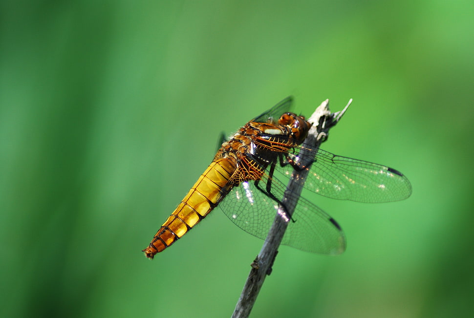 brown Dragonfly perching on stick HD wallpaper
