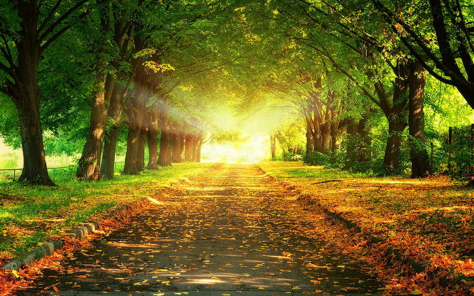 dried leaves on pathway between trees at daytime HD wallpaper