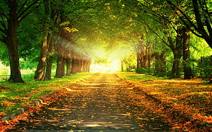 dried leaves on pathway between trees at daytime
