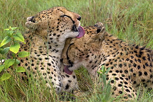 two cheetahs, animals, cheetahs, tongues HD wallpaper