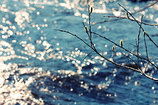tree branch near small waves body of water at daytime HD wallpaper