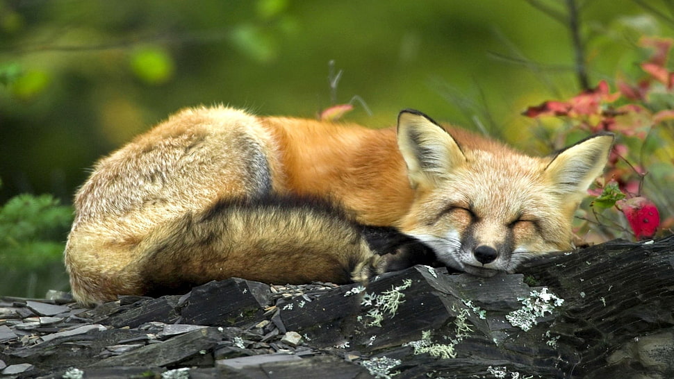 Fox laying on black surface HD wallpaper