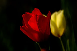 red rose flower in selective focus photography, tulip HD wallpaper