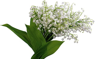 close-up photo of white flowers with green leaf HD wallpaper