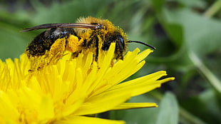 photo of yellow and black bee on yellow flower