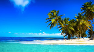 blue ocean near green leaf coconut trees under clear blue sky, landscape, nature, tropical, palm trees