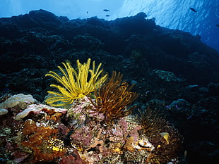assorted-color corals, sea, underwater, coral, sea anemones