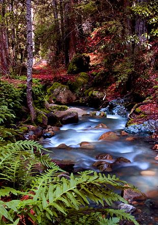 time laps photo of a water flowing surrounded by trees HD wallpaper