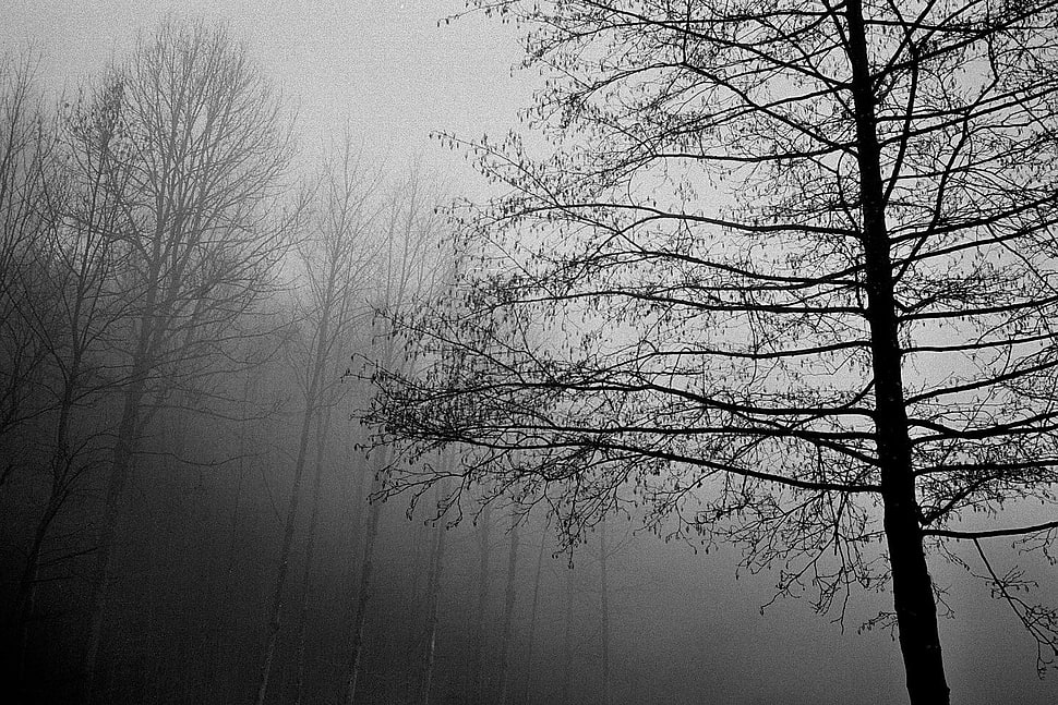 photography of tree during foggy day, ilford HD wallpaper