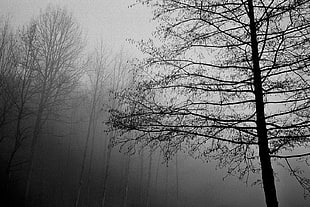 photography of tree during foggy day, ilford