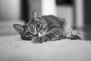 silver tabby cat in white floor rug