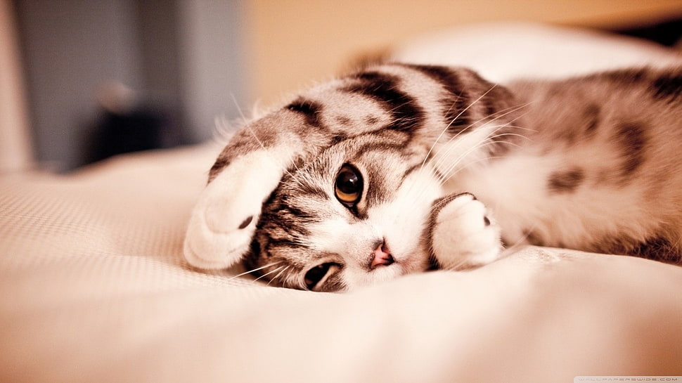 gray tabby kitten lying on white textile HD wallpaper