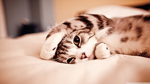 gray tabby kitten lying on white textile