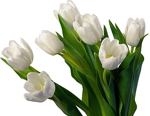 white Tulip flowers HD wallpaper
