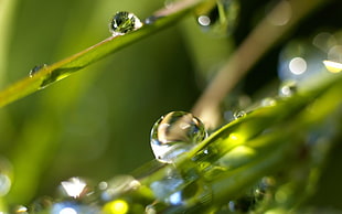 macro photography of dewdrops on leaves