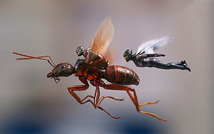 Antman and Wasp, Ant-Man and the Wasp, 4k HD wallpaper