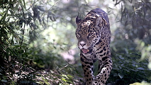 leopard, animals, leopard, undergrowth, plants