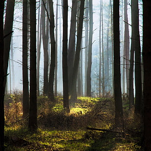 landscape photography of trees at forest
