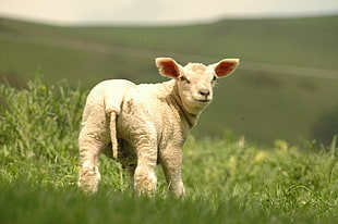white lamb on green grass during daytime HD wallpaper