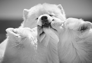 grayscale photography of American eskimo with two puppies, monochrome, dog, animals