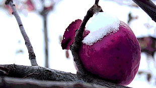 pink fruit, nature, winter
