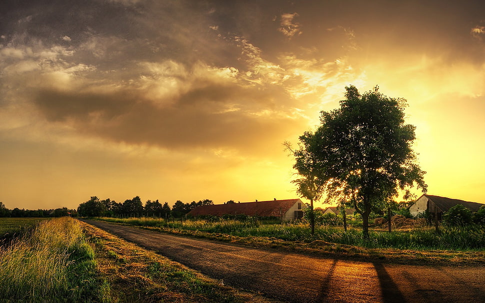 green grass field, trees, sunset, sky, sunlight HD wallpaper