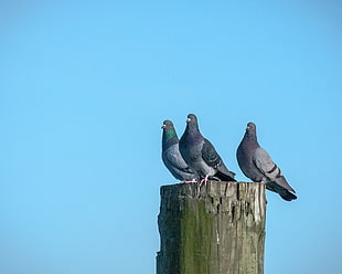 flock of pigeons HD wallpaper