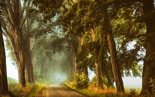 green woods, nature, landscape, mist, Acacia HD wallpaper